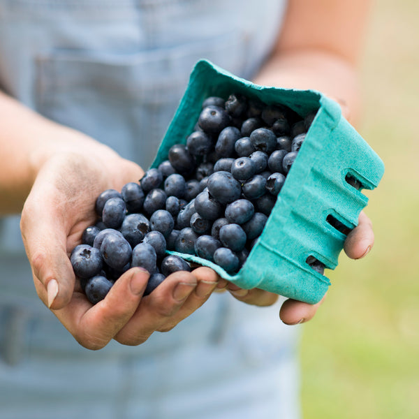 person holding turquoise cardboard punnet of blueberries, blueberries in palm of hand