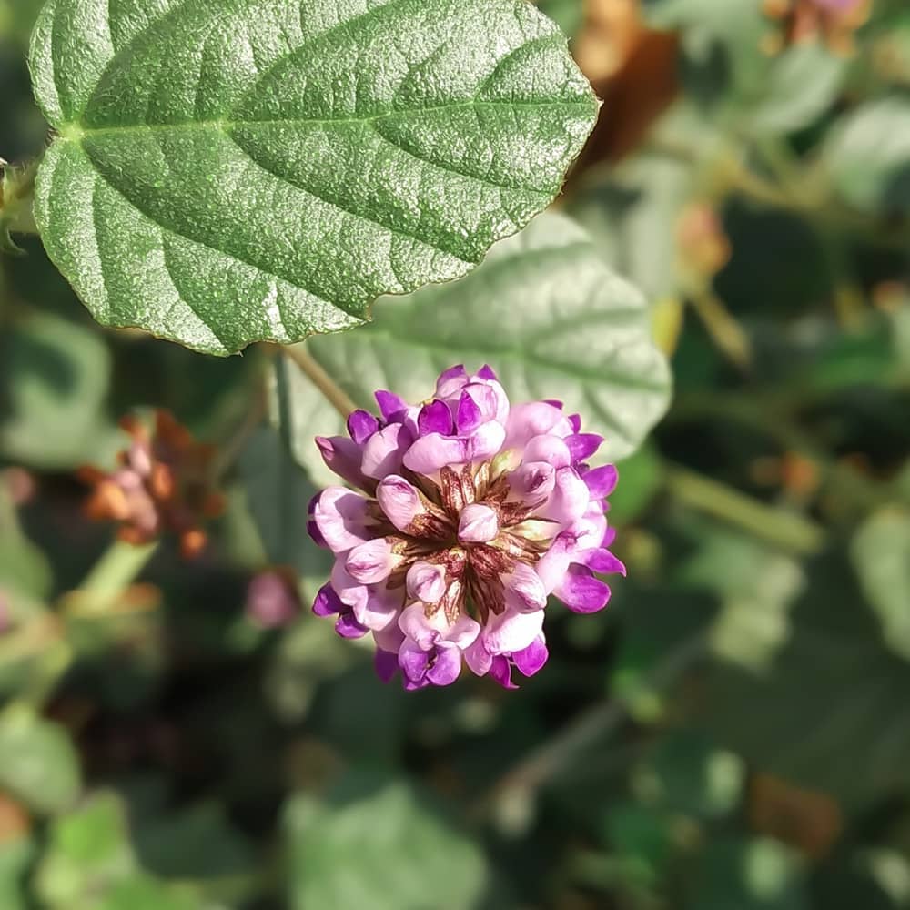 Babchi plant leaves and pink flower, bakuchiol