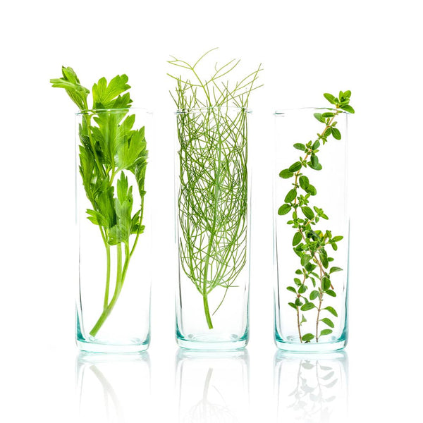 Plant and herb green leaves in test tubes