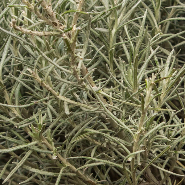Licorice plant leaves, Glycyrrhiza glabra