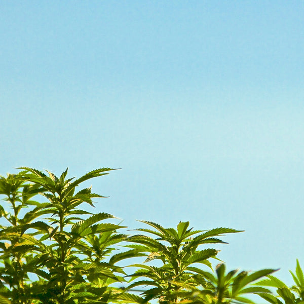 hemp plant against blue background